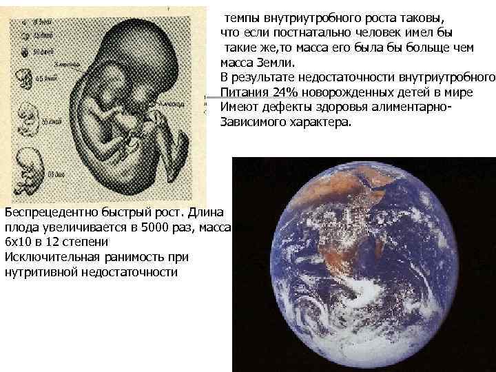 темпы внутриутробного роста таковы, что если постнатально человек имел бы такие же, то масса