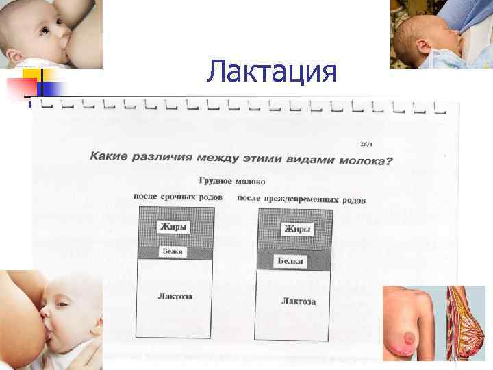 Лактация 