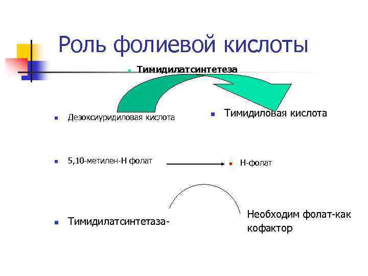 Роль фолиевой кислоты n Тимидилатсинтетеза n Дезоксиуридиловая кислота n 5, 10 -метилен-Н фолат n
