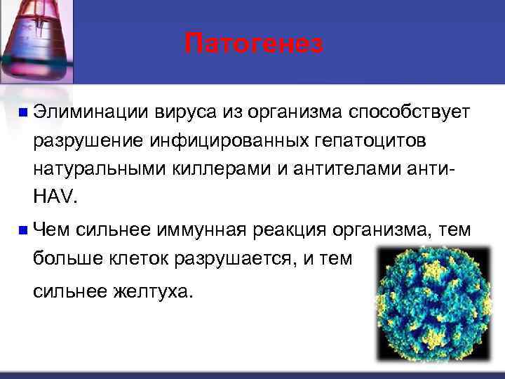 Патогенез n Элиминации вируса из организма способствует разрушение инфицированных гепатоцитов натуральными киллерами и антителами