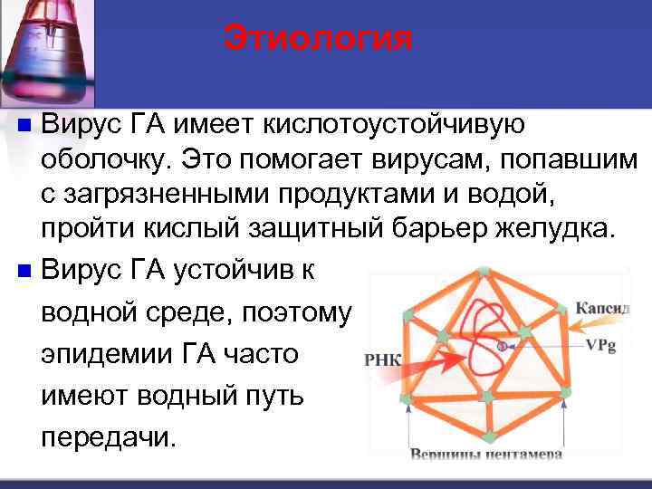 Этиология Вирус ГА имеет кислотоустойчивую оболочку. Это помогает вирусам, попавшим с загрязненными продуктами и