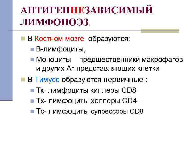 АНТИГЕННЕЗАВИСИМЫЙ ЛИМФОПОЭЗ. n В Костном мозге образуются: В-лимфоциты, n Моноциты – предшественники макрофагов и