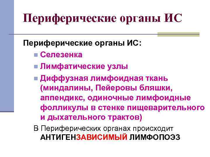 Периферические органы ИС: n Селезенка n Лимфатические узлы n Диффузная лимфоидная ткань (миндалины, Пейеровы