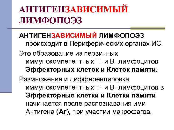 АНТИГЕНЗАВИСИМЫЙ ЛИМФОПОЭЗ происходит в Периферических органах ИС. Это образование из первичных иммунокомпетентных Т- и