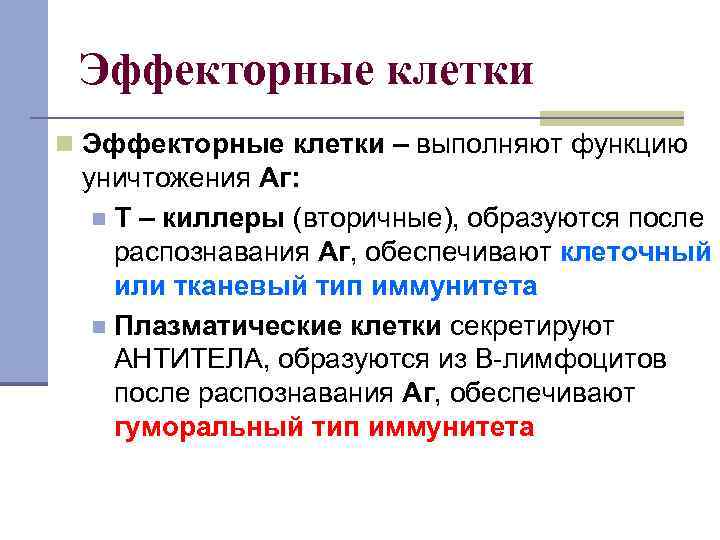 Эффекторные клетки n Эффекторные клетки – выполняют функцию уничтожения Аг: n Т – киллеры