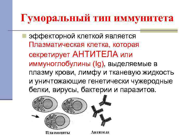 Гуморальный тип иммунитета n эффекторной клеткой является Плазматическая клетка, которая секретирует АНТИТЕЛА или иммуноглобулины