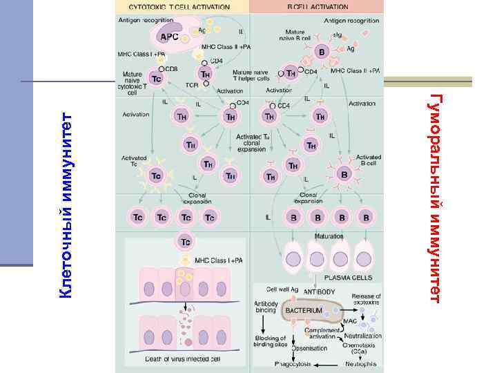 17 взаимодействие клеток в иммунном ответе трехклеточная схема кооперации