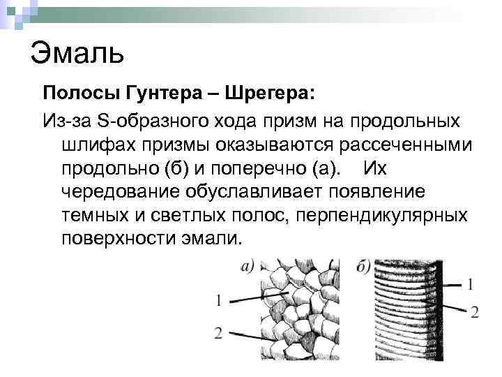 Эмаль Полосы Гунтера – Шрегера: Из-за S-образного хода призм на продольных шлифах призмы оказываются