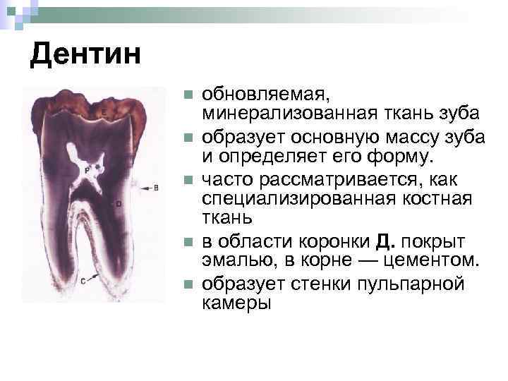 Дентин зуба