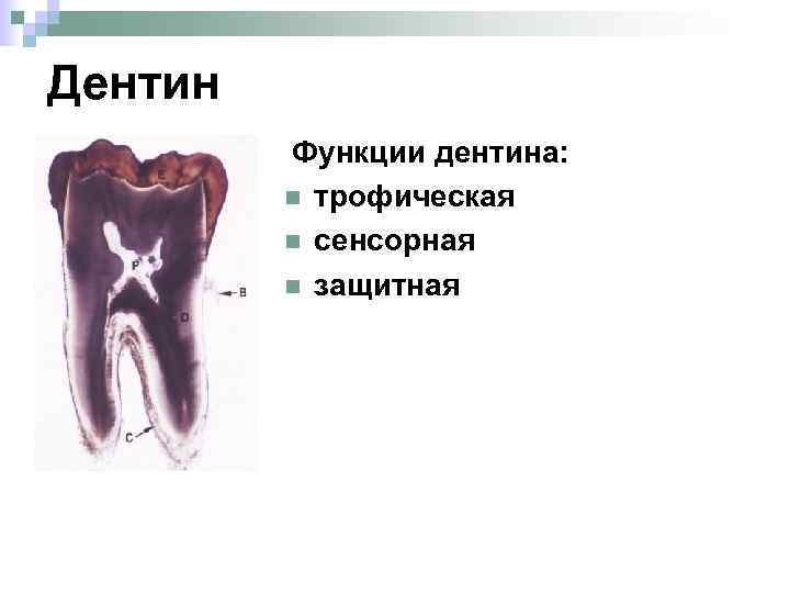 Дентин Функции дентина: n n n трофическая сенсорная защитная 