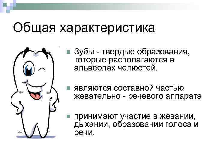 Общая характеристика n Зубы - твердые образования, которые располагаются в альвеолах челюстей. n являются
