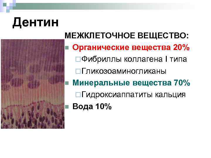Дентин МЕЖКЛЕТОЧНОЕ ВЕЩЕСТВО: n Органические вещества 20% ¨ Фибриллы коллагена I типа ¨ Гликозоаминогликаны