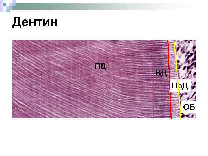 Дентин ПД ВД Пр. Д ОБ 