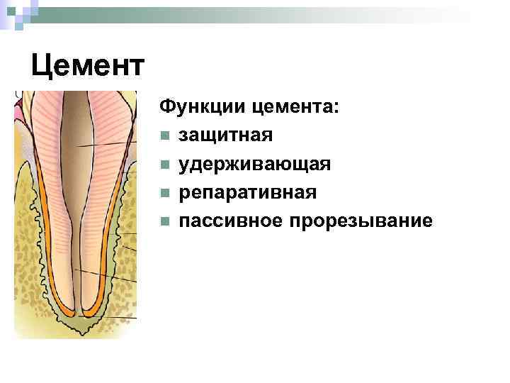 Цемент Функции цемента: n защитная n удерживающая n репаративная n пассивное прорезывание 