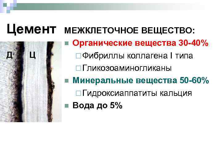 Цемент МЕЖКЛЕТОЧНОЕ ВЕЩЕСТВО: n Д Ц n n Органические вещества 30 -40% ¨ Фибриллы