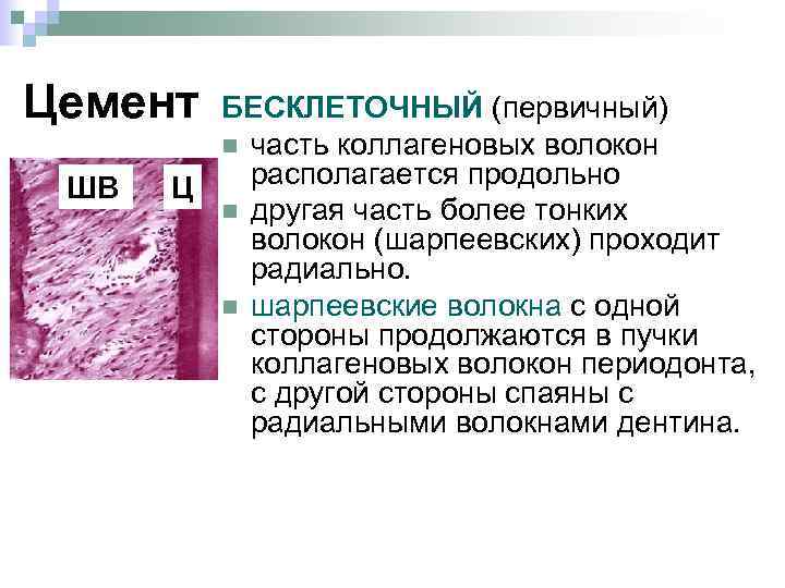 Цемент БЕСКЛЕТОЧНЫЙ (первичный) n ШВ Ц n n часть коллагеновых волокон располагается продольно другая