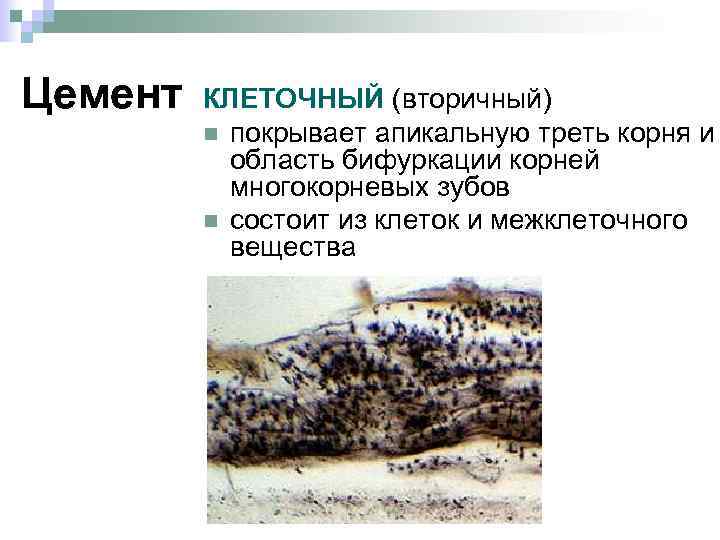 Цемент КЛЕТОЧНЫЙ (вторичный) n n покрывает апикальную треть корня и область бифуркации корней многокорневых