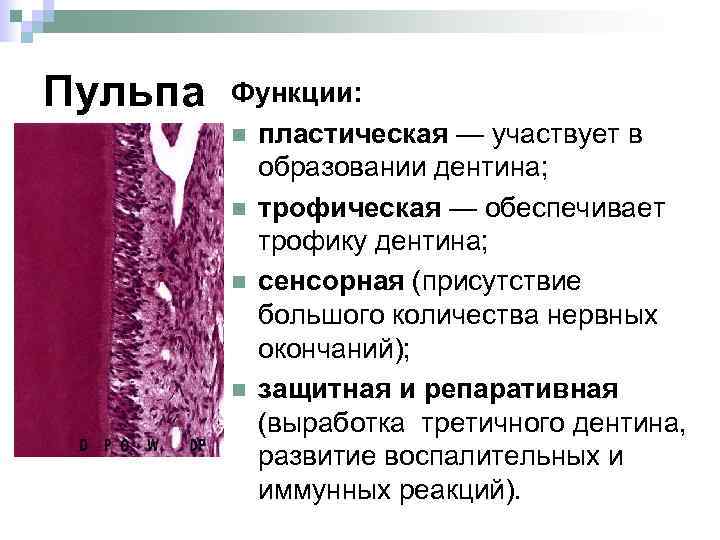 Пульпа Функции: n пластическая — участвует в образовании дентина; n трофическая — обеспечивает трофику
