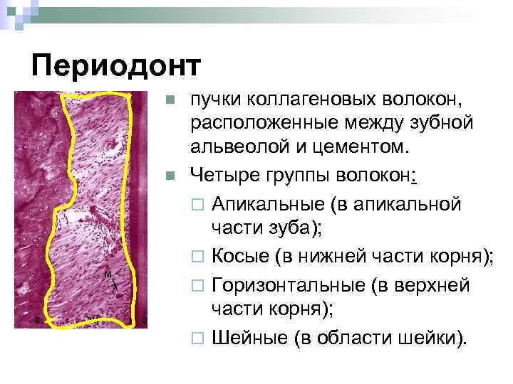 Периодонт n n пучки коллагеновых волокон, расположенные между зубной альвеолой и цементом. Четыре группы