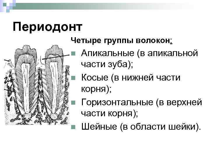 Периодонт. Строение периодонта волокна. Окситалановые волокна периодонта. Зубоальвеолярные волокна периодонта. Периодонт зуба волокна.