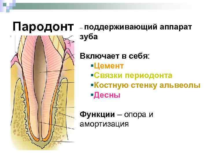 Пародонт зуба. Поддерживающий аппарат зуба пародонт гистология. Строение поддерживающего аппарата зуба. Периодонт зуба гистология. Строение пародонта гистология.