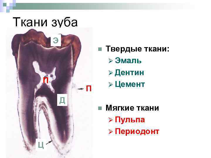 Ткани зуба. Строение зуба ткани зуба. Твердые и мягкие ткани зуба. Твердые ткани зуба анатомия. Строение твердых тканей зуба.