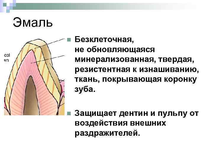 Эмаль n Безклеточная, не обновляющаяся минерализованная, твердая, резистентная к изнашиванию, ткань, покрывающая коронку зуба.