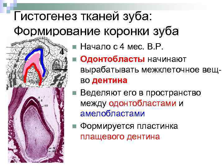 Гистогенез тканей зуба: Формирование коронки зуба n n Начало с 4 мес. В. Р.