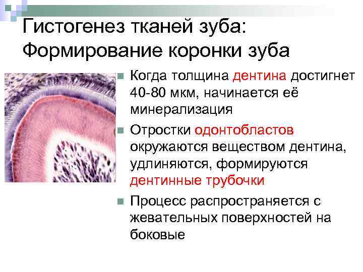 Гистогенез тканей зуба: Формирование коронки зуба n n n Когда толщина дентина достигнет 40