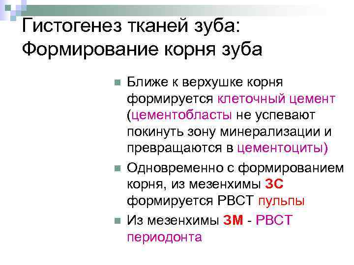 Гистогенез тканей зуба: Формирование корня зуба n n n Ближе к верхушке корня формируется