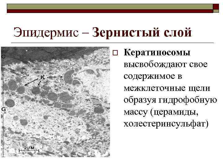 Эпидермис – Зернистый слой o Кератиносомы высвобождают свое содержимое в межклеточные щели образуя гидрофобную