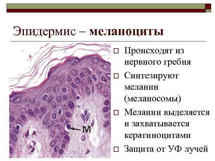 Эпидермис – меланоциты o o Происходят из нервного гребня Синтезируют меланин (меланосомы) Меланин выделяется