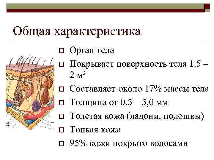 Свойства кожного покрова человека