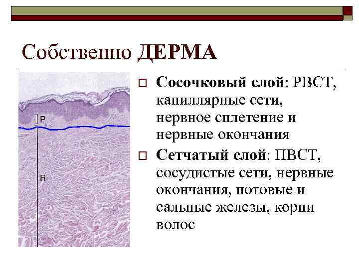 Собственно ДЕРМА o o Сосочковый слой: РВСТ, капиллярные сети, нервное сплетение и нервные окончания