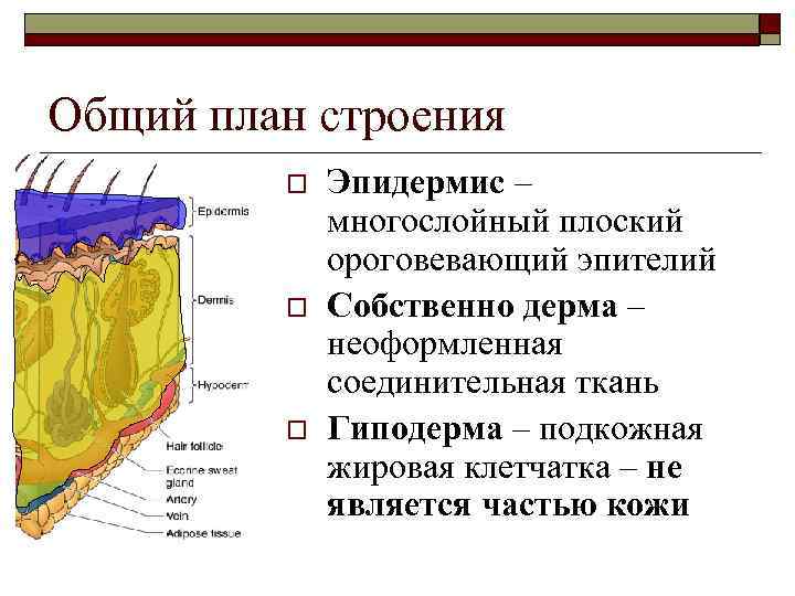 Общий план строения o o o Эпидермис – многослойный плоский ороговевающий эпителий Собственно дерма