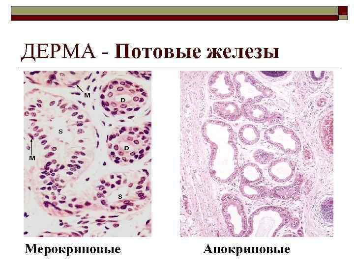 ДЕРМА - Потовые железы Мерокриновые Апокриновые 