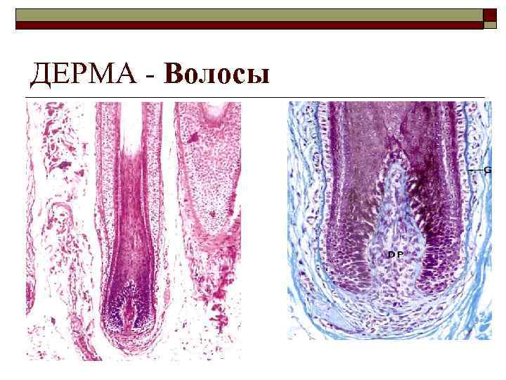 ДЕРМА - Волосы 