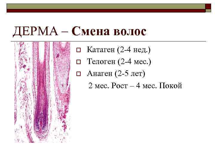 ДЕРМА – Смена волос o o o Катаген (2 -4 нед. ) Телоген (2