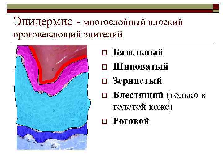Эпидермис - многослойный плоский ороговевающий эпителий o o o Базальный Шиповатый Зернистый Блестящий (только