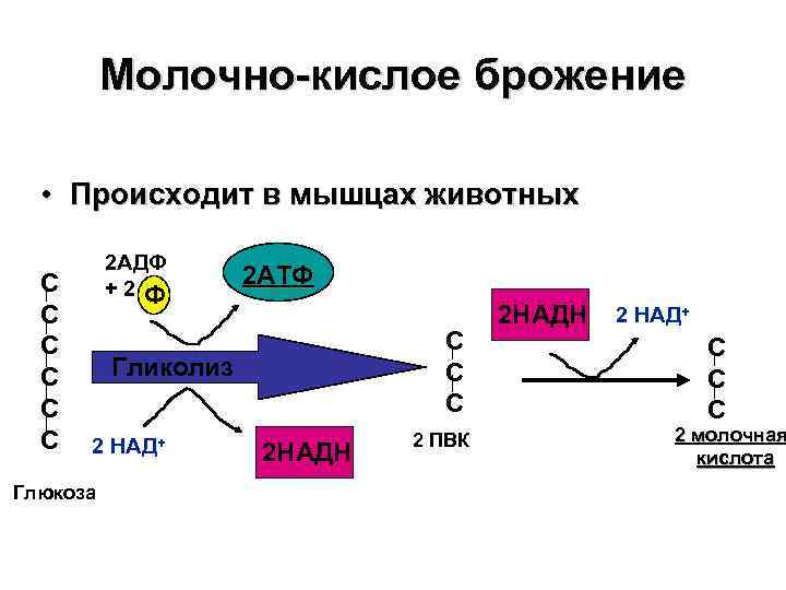 Молочно-кислое брожение • Происходит в мышцах животных C C C 2 AДФ +2 Ф