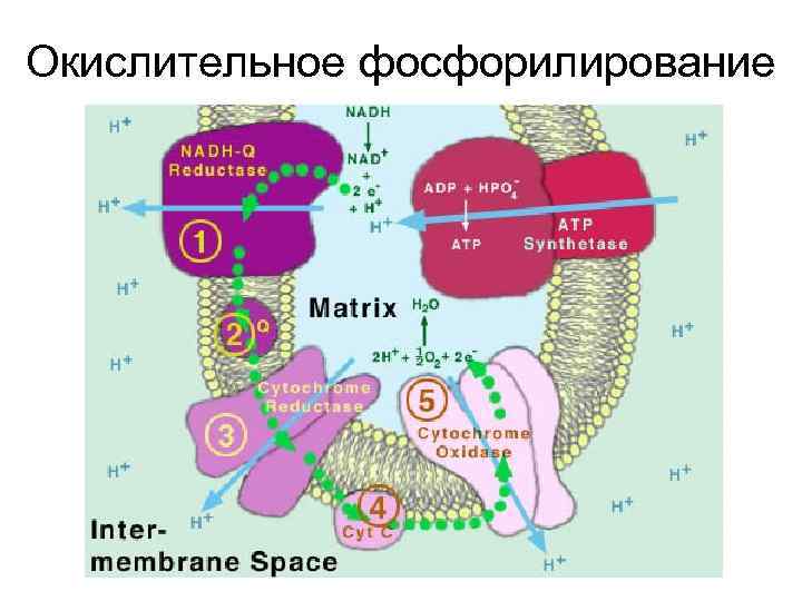 Окислительное фосфорилирование обобщенная схема