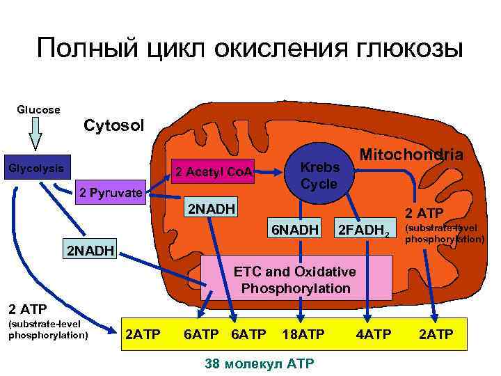 Полный цикл окисления глюкозы Glucose Cytosol Glycolysis 2 Acetyl Co. A 2 Pyruvate Mitochondria