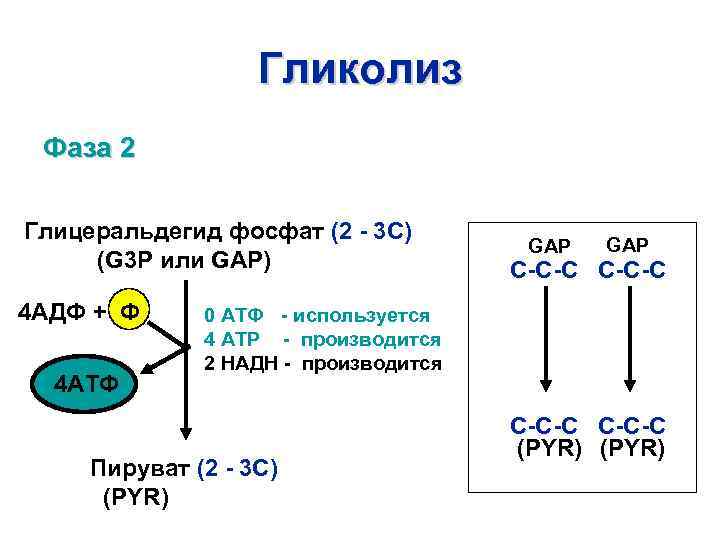 Гликолиз Фаза 2 Глицеральдегид фосфат (2 - 3 C) (G 3 P или GAP)