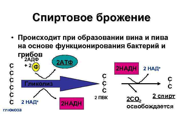 Спиртовое брожение • Происходит при образовании вина и пива на основе функционирования бактерий и