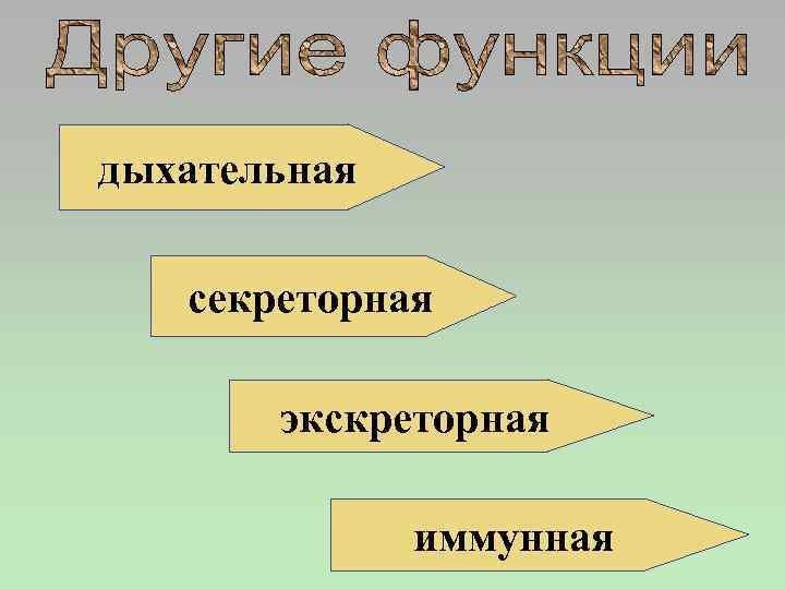 дыхательная секреторная экскреторная иммунная 
