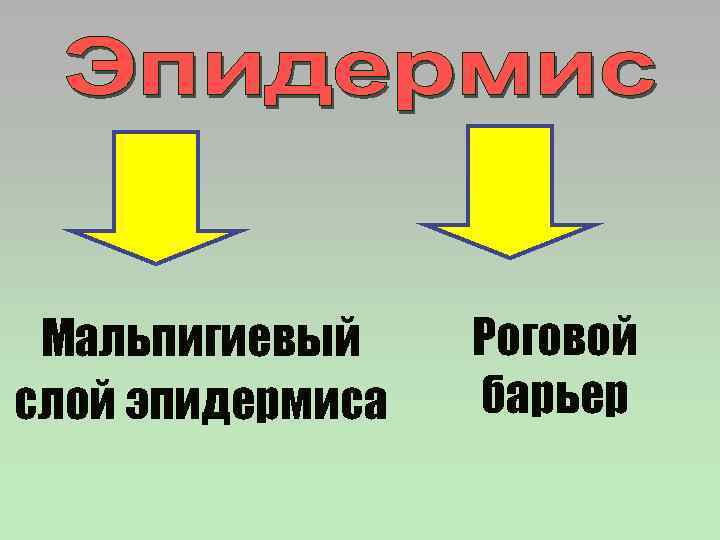 Мальпигиевый слой эпидермиса Роговой барьер 
