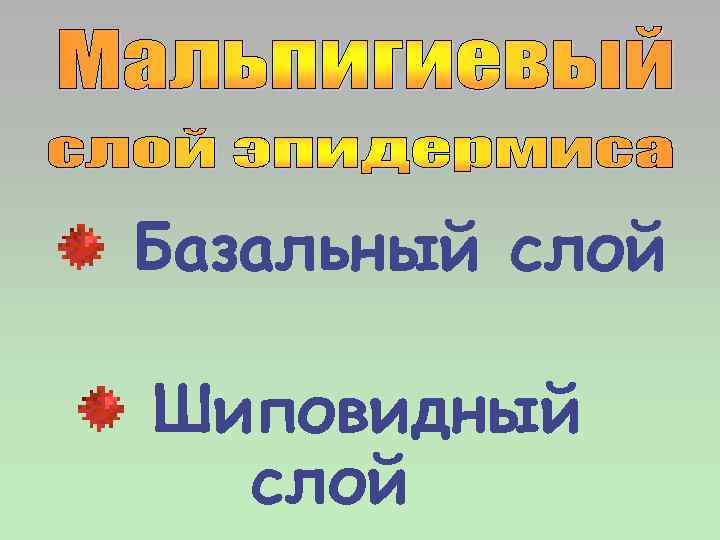 Базальный слой Шиповидный слой 