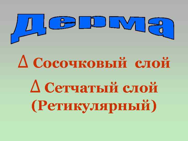 ∆ Сосочковый слой ∆ Сетчатый слой (Ретикулярный) 