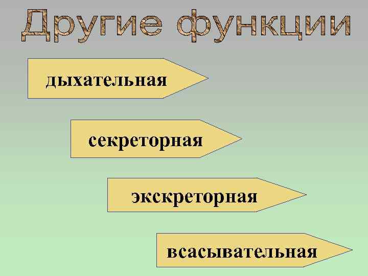 дыхательная секреторная экскреторная всасывательная 