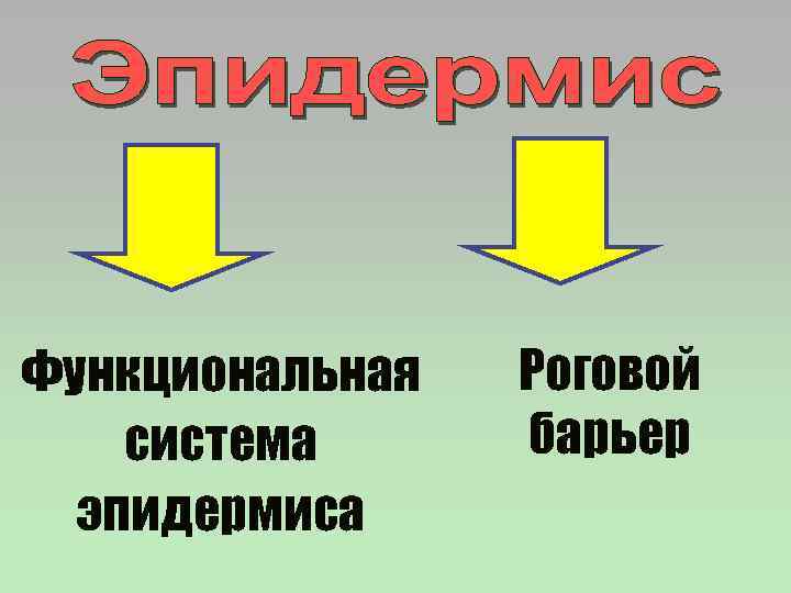 Функциональная система эпидермиса Роговой барьер 